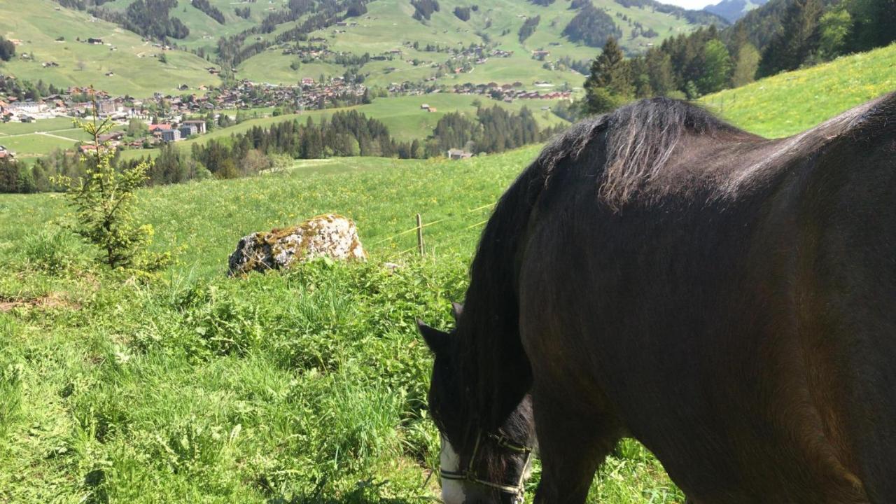Au Pre Des Chevaux Bed & Breakfast Chateau-d'Oex Dış mekan fotoğraf