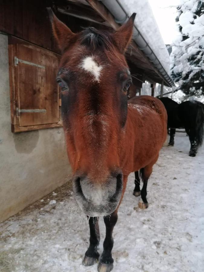 Au Pre Des Chevaux Bed & Breakfast Chateau-d'Oex Dış mekan fotoğraf