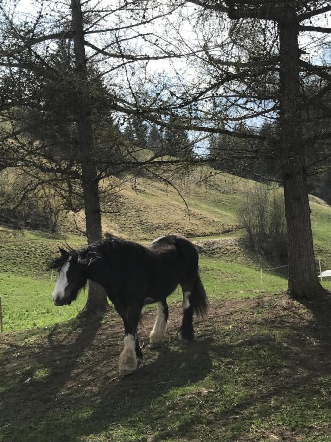 Au Pre Des Chevaux Bed & Breakfast Chateau-d'Oex Dış mekan fotoğraf